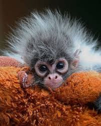 Fuzzy Baby Animals Pictures Cute Animals Animals