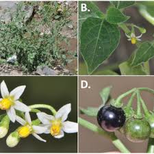 Image result for Solanum chenopodioides