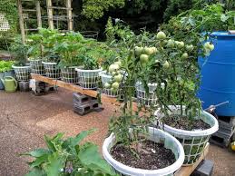 16 Things You Never Thought To Do With A Laundry Basket One Crazy House Container Gardening Vegetables Potato Planters Growing Food