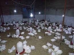 Un bon poulet* qui a bien couru est toujours meilleur cuit longtemps, à basse température: Ferme Darou Salam Projet As It Is Vente De Poulet De Chair Home Facebook