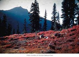 Access breaking tokyo 2020 news, plus records and video highlights from the best historic moments in global sport. Home Sweet Home First Divide And Mount Hopper Olympic National Park Date Unknown National Park Service Cmp University Of Washington Digital Collections