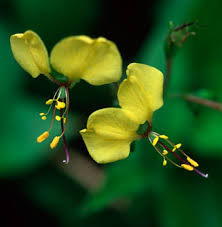 Image result for Aneilema