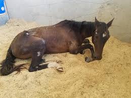 The metropolitan museum of art new york city, united states. St Landry Animal Control Rescues Emaciated Horses In Melville