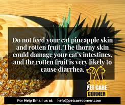 If your dog does not like to eat pineapples, there are also other kinds of vegetables and fruits that are safe to consume. Can Cats Eat Pineapple Why Cat Food Brands Include It In The Cat Food Pet Care Corner