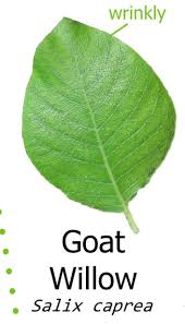 Image result for Goat Willow