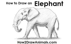 Drawing is a form of visual. How To Draw An African Elephant Video Step By Step Pictures