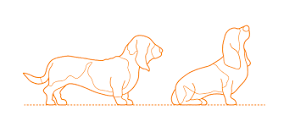 Basset Hound Dimensions & Drawings | Dimensions.com