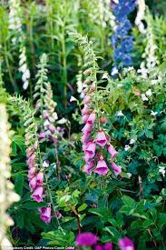 Maybe you would like to learn more about one of these? Dreamy Spires It S Time To Sow Foxglove Seeds If You Want To Have Towers Of Flowers Next Year Daily Mail Online