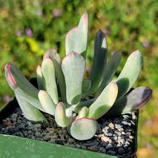 Image result for Cotyledon barbeyi