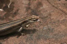 This site contains information about black lizard with yellow stripes. Striped Skink Reptiles Africa