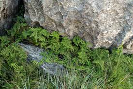 Image result for Cheilanthes multifida