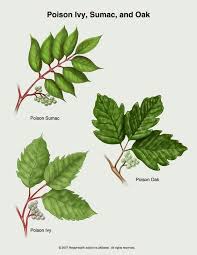 How To Identify Poison Ivy Poison Oak And Poison Sumac Poison Ivy Plants Poison Oak Pictures Identify Poison Ivy