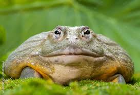 Image result for Pycreus africanus