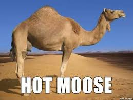 Sometimes you wonder what people were thinking of when they named animals. 20 Alternative Names For Animals That Are Better Than Their Originals I Can Has Cheezburger