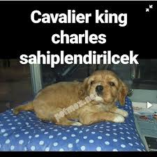 ruby cavalier king charles irk ve iade garantili cavalier king charles king charles evcil hayvan bakimi