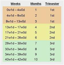 skillful baby trimesters chart pregnancy weeks months