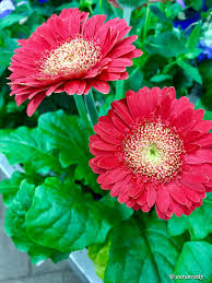 Pin On Fleurs