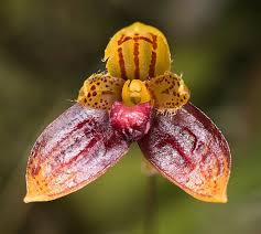 Image result for Bulbophyllum elliotii