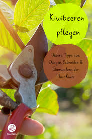 Kiwibeeren Schneiden Pflegen Experten Tipps Plantura Kiwi Beeren Uberwintern