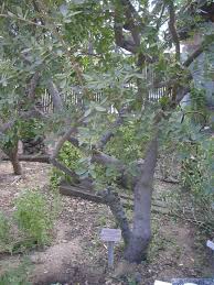 Image result for Diospyros lycioides subsp. lycioides-sericea intermediates