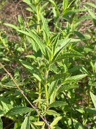 Image result for Syncolostemon bracteosus