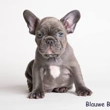 We did not find results for: Blauwe Bulldog Home Facebook