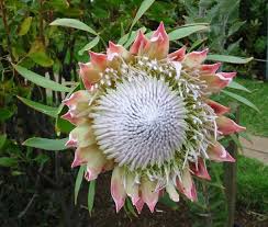 Image result for Protea welwitschii