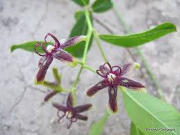 Image result for Periploca