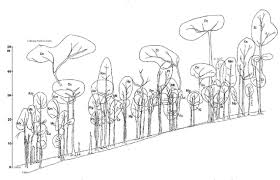 Image result for Platysepalum