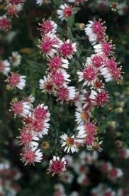 Quand l'automne est pluvieux, les fleurs tiennent souvent plus longtemps en bouquet qu'au jardin sous les averses ! 18 Jolies Fleurs Pour Un Jardin D Automne