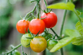 How To Grow Tomatoes In 2020 Growing Tomatoes Tomato Growing Plants