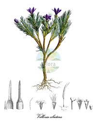 Image result for Xerophyta equisetoides