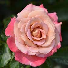 Michel drucker (uncle) léa drucker (born 23 january 1972) is a french actress. Michel Drucker Panhurem Rose Rose Buds Beautiful Flowers
