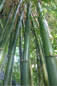 Image result for Bambusa