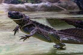 Maybe you would like to learn more about one of these? Sailfin Lizard Facts Critterfacts