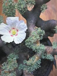 Image result for Adenia repanda