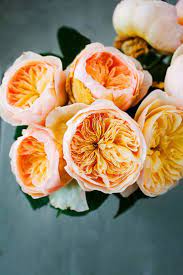 Cottage Roses The English History Breeding And Categorization Of Wild Roses Plants Flowers Plant Order