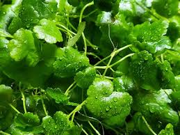 Image result for Hydrocotyle mannii