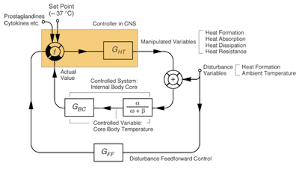 Experiencing hot and cold temperature swings? Thermoregulation Wikipedia