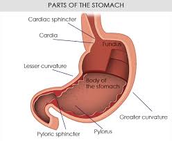Image result for human stomach