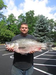 Current Ohio Record Fish Outdoor Writers Of Ohio