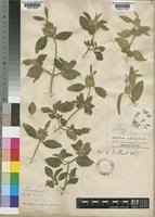 Image result for Acrotome inflata