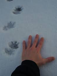 Can you identify these tracks? Last Of The Snow Tracks The New Jersey Mystery Tales From The Wood The Diary Of A Badger Watching Man