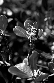 Image result for Eureiandra sp. A