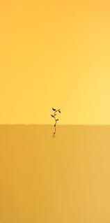 Untuk menghadiri acara resmi, kamu bisa mengenakan lace top berwarna gading yang dipadukan dengan mustard skirt seperti ini. The Mustard Seed By Tannie Smith Yellow Aesthetic Pastel Yellow Aesthetic Aesthetic Wallpapers