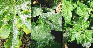 Fortunately, it can be easily identified and is. Powdery Mildew Cause Identification Prevention And Treatment