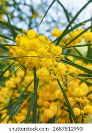 Image result for Fabaceae subfamily Mimosoideae