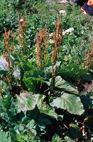 Image result for Rumex ruwenzoriensis