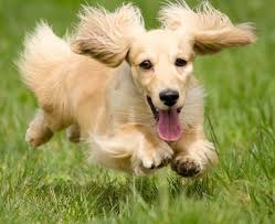 Black And Cream Mini Dachshund No I Am The Hover Dog Long Haired Dachshund Dachshund Breeders Dachshund Breed