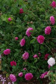 Other common names rose 'charles de mills'. Charles De Mills Rosen Weingart Online Shop
